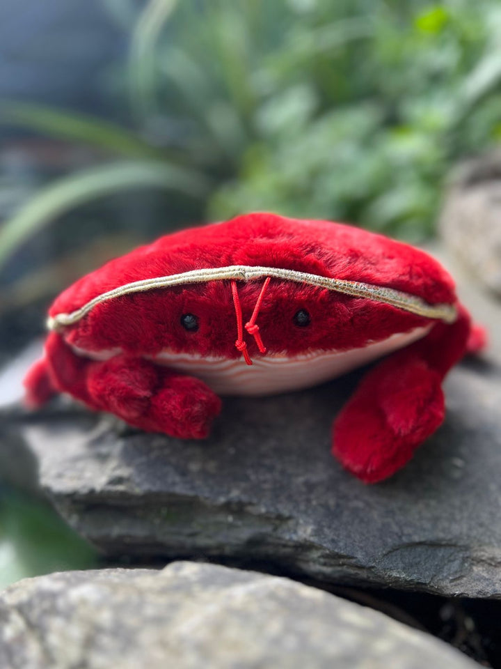 Krabbe Crabby von Bukowski