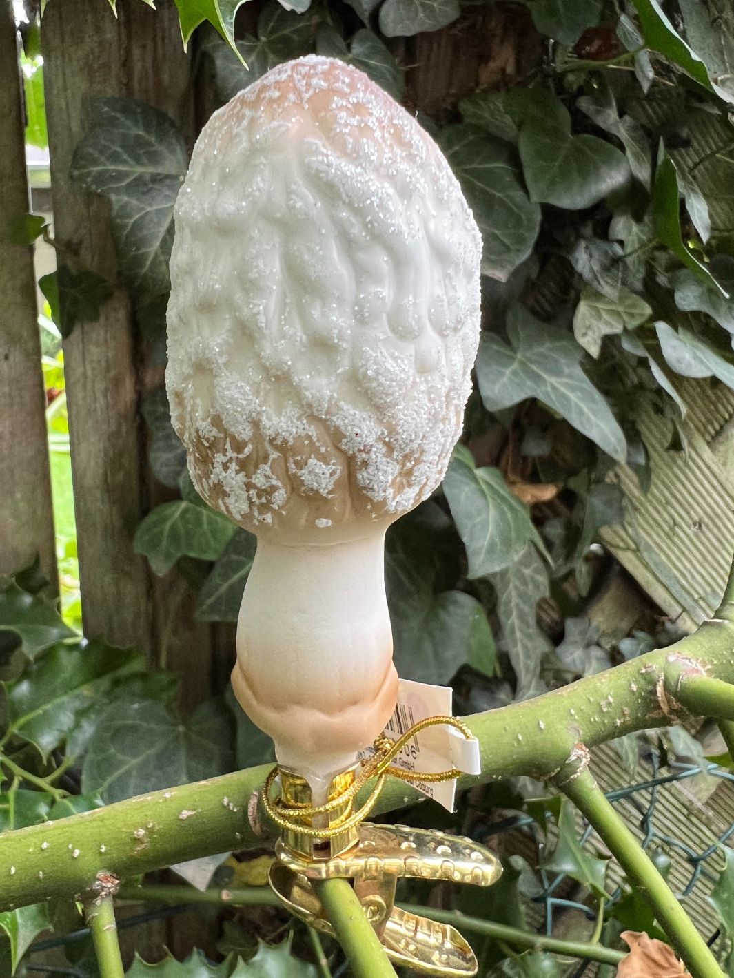Kegelhütiger Pilz Inge Glas