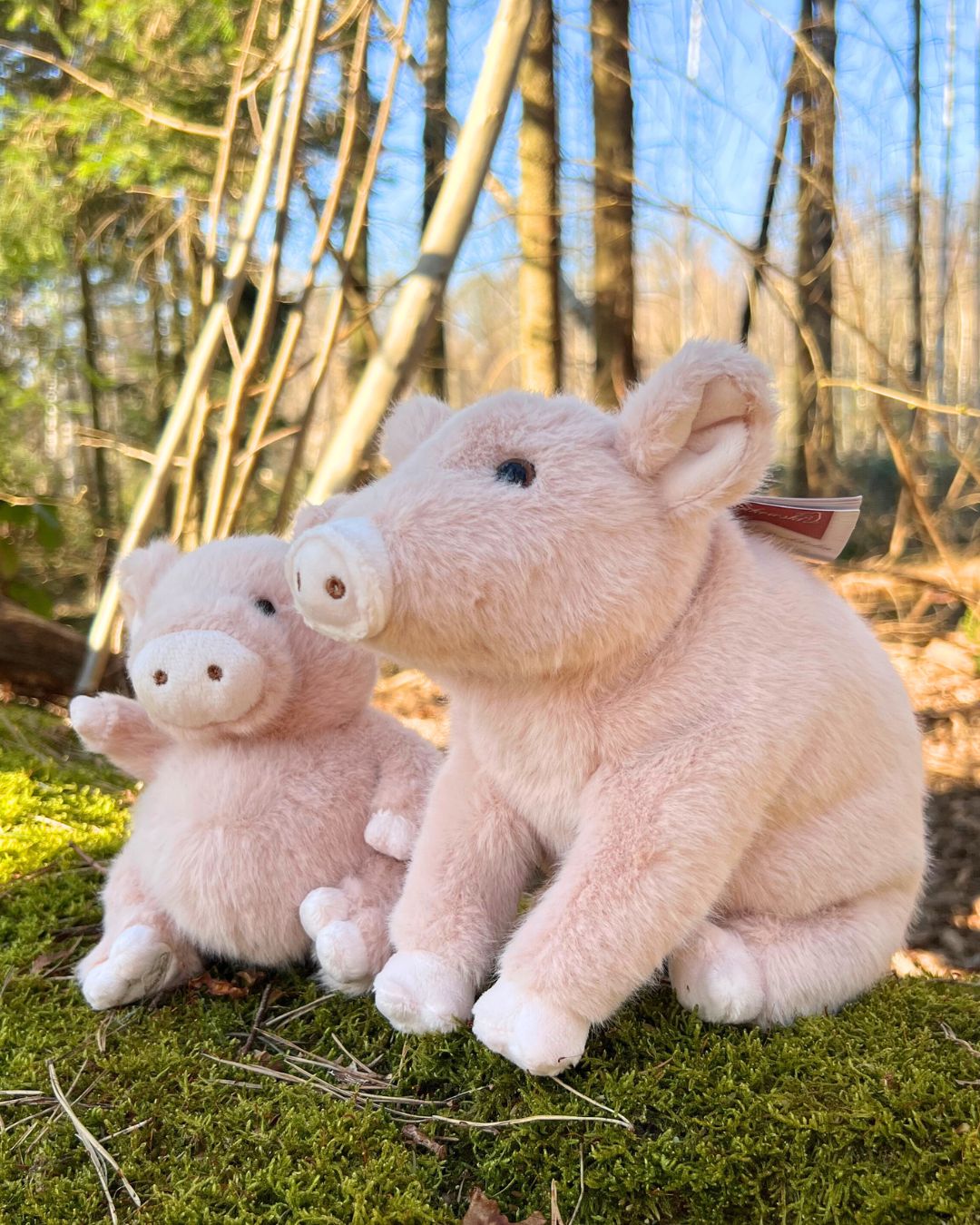 Kuscheltier Schweine Sweet Oink und Baby Oink von Bukowski.