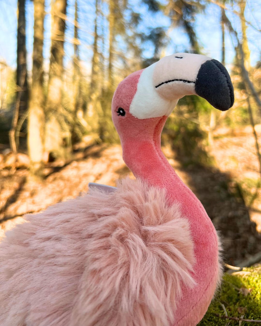 Nahaufnahme des Flamingo Kuscheltier Kopfes von Bukowski.