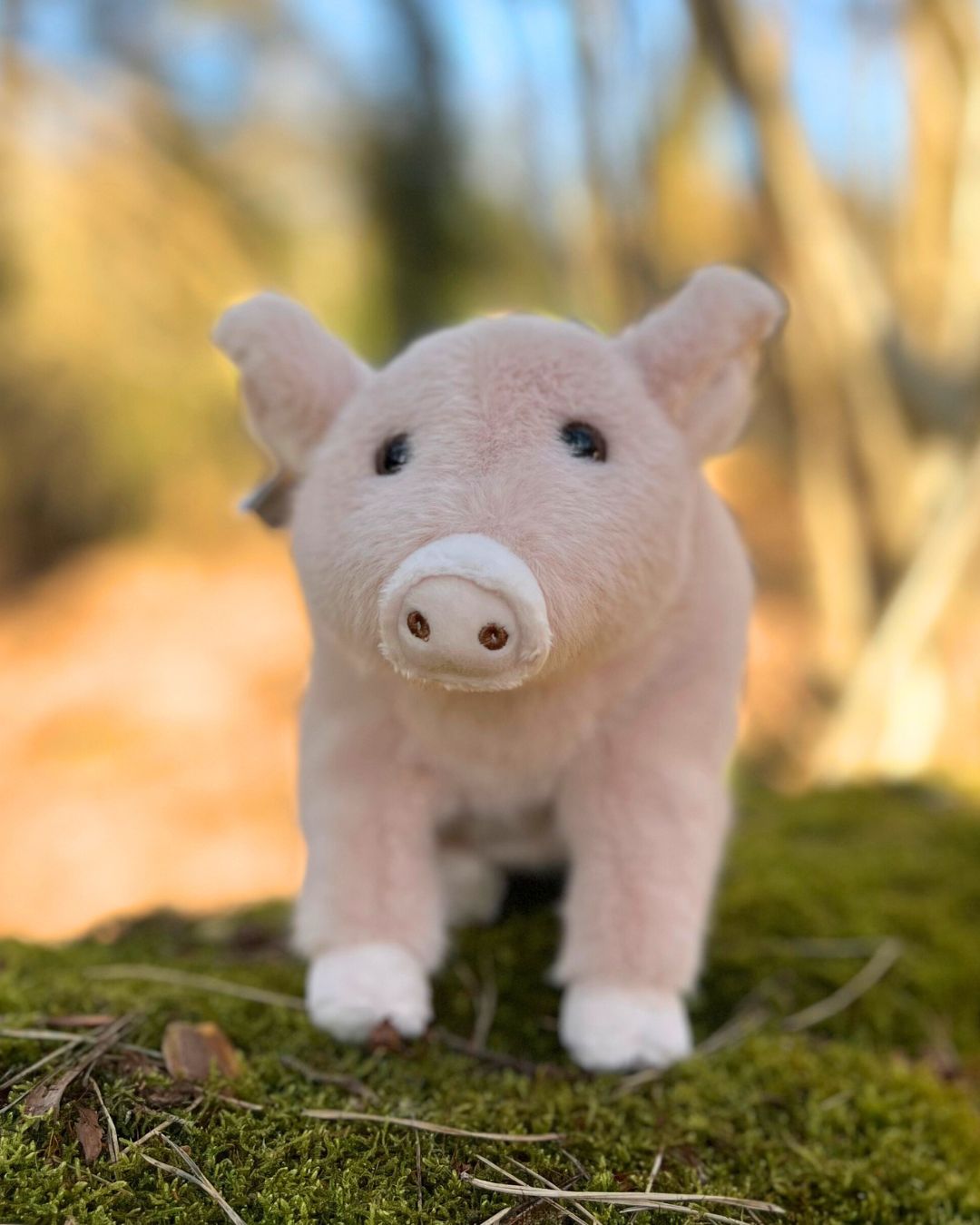 Sweet Oink das große Kuscheltier Schwein von Bukowski.