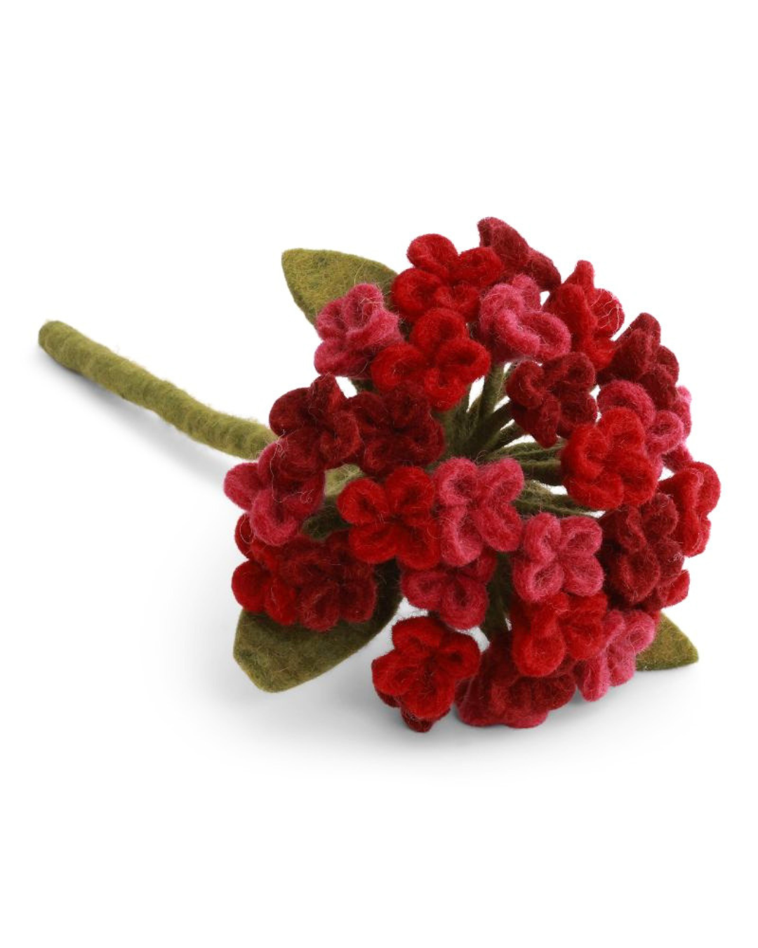 Nahaufnahme einer roten Filzblumen-Hortensie mit grünen Blättern und Stiel auf hellem Hintergrund