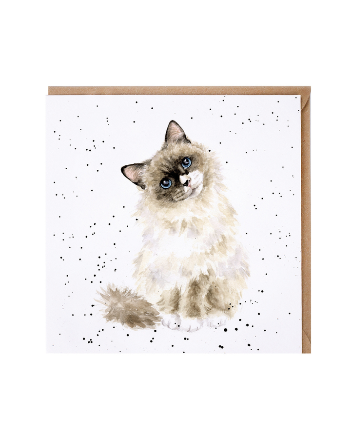 Katzen Grußkarte „Paws for Thought“ von Wrendale Designs mit handillustrierter, flauschiger Katze mit blauen Augen auf weißem Hintergrund mit feinen schwarzen Sprenkeln, brauner Umschlag im Hintergrund.