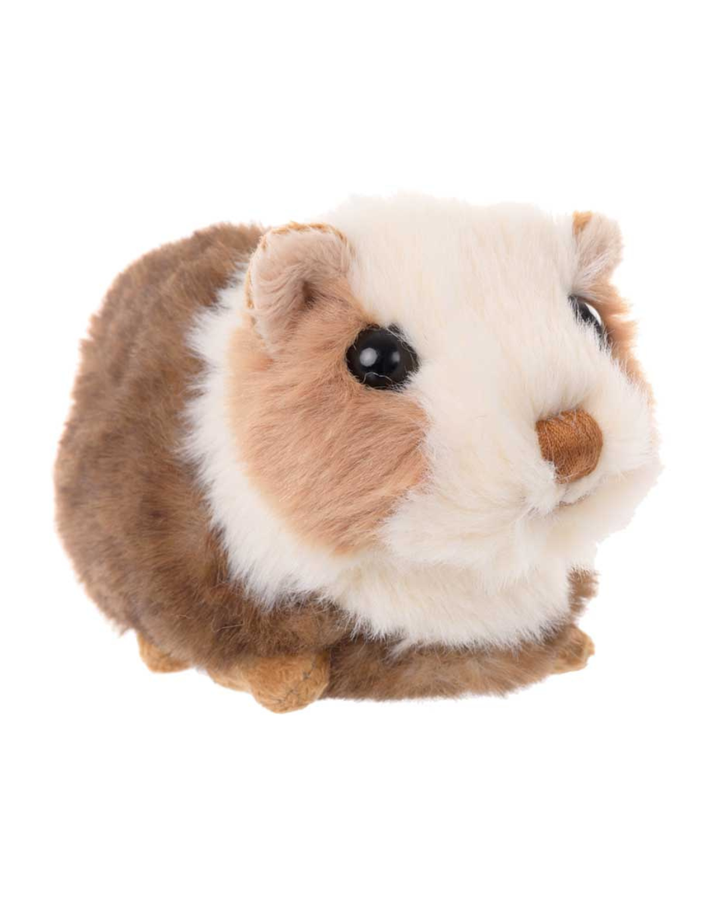 Detailaufnahme Gesicht Meerschweinchen Piggy Bukowski